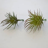 FD4360　エアプランツ　多肉植物造花　多肉　フェイクグリーン